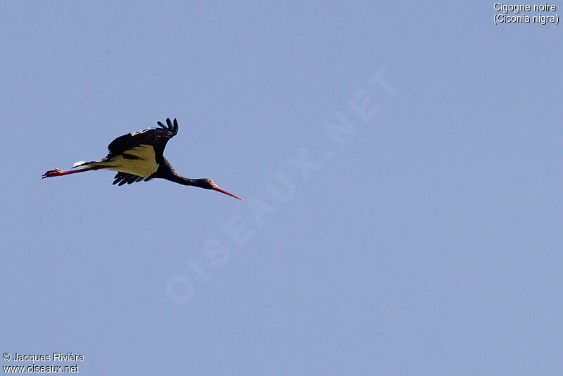 Black Storkadult breeding, Flight