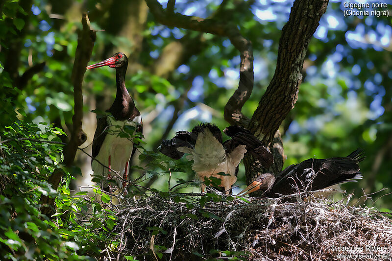 Black Stork, identification, Reproduction-nesting