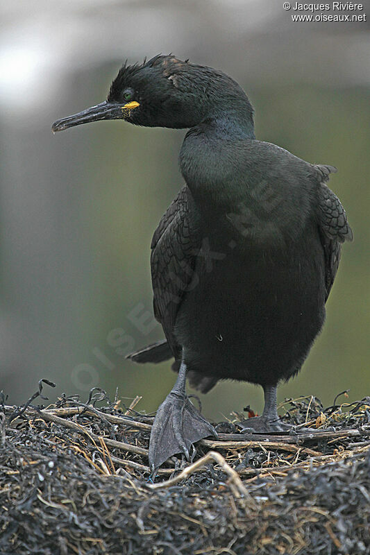 Cormoran huppé mâle adulte nuptial