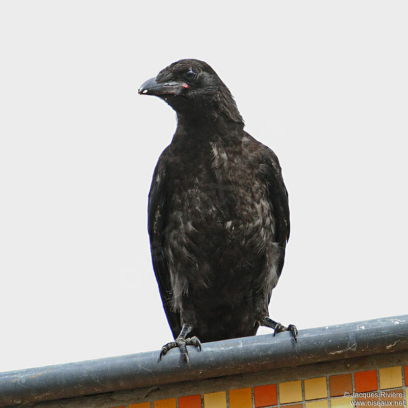 Carrion Crowimmature