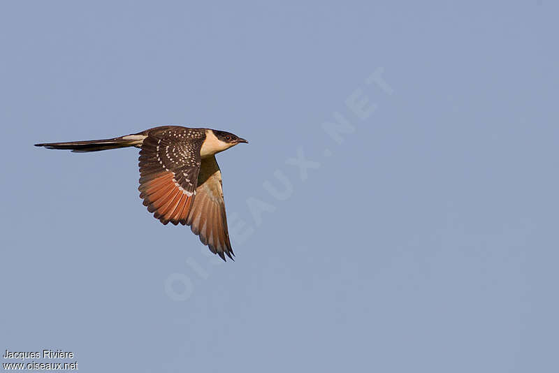 Great Spotted Cuckoojuvenile, Flight