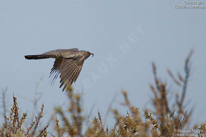 Common Cuckoo male adult breeding, identification, Flight, eats