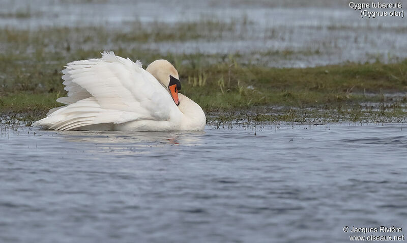 Mute Swan male adult breeding, identification, swimming, courting display