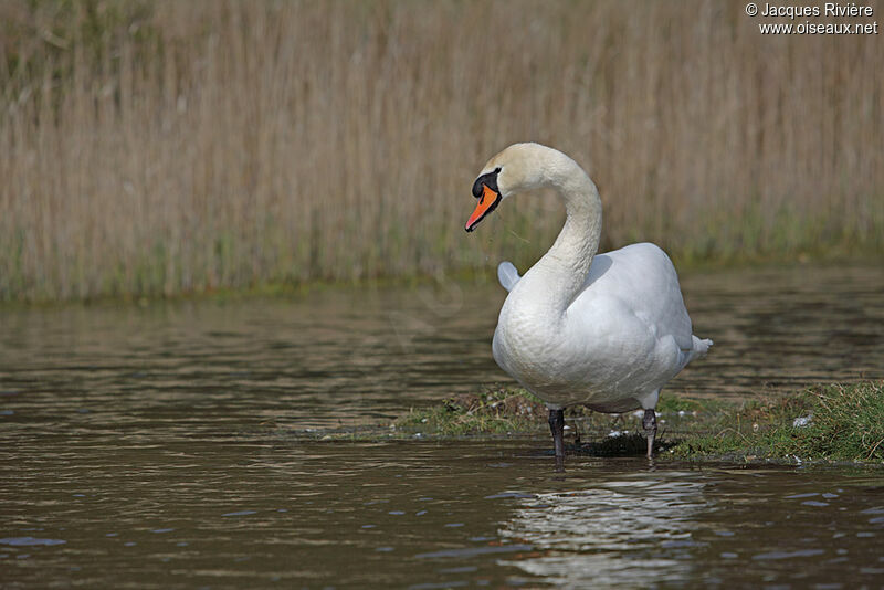 Mute Swan male adult breeding