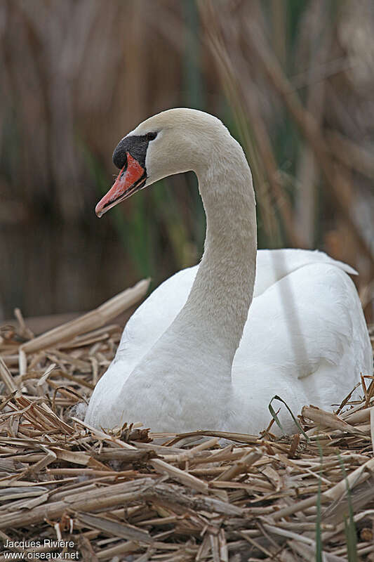 Mute Swan male adult breeding, Reproduction-nesting