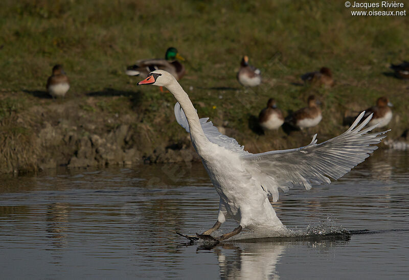 Mute Swan female adult post breeding