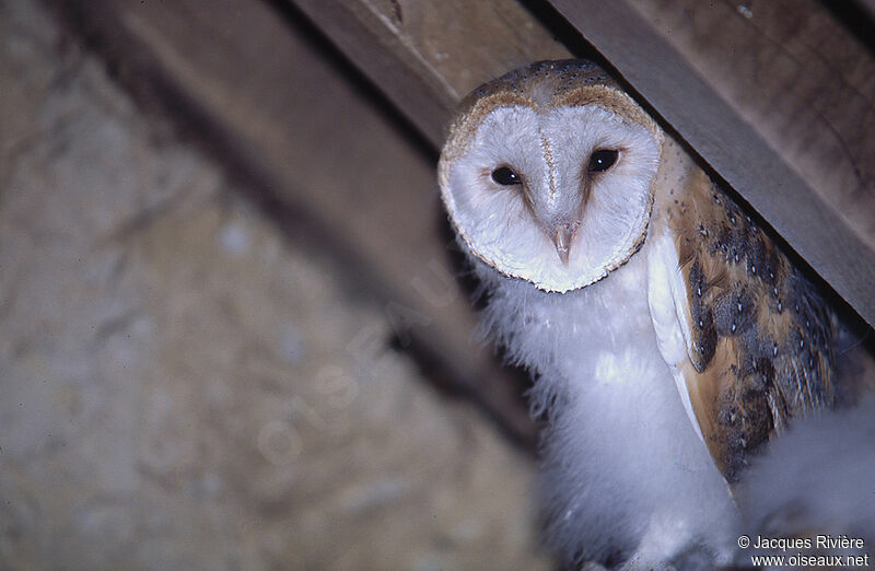 Western Barn Owljuvenile, Reproduction-nesting