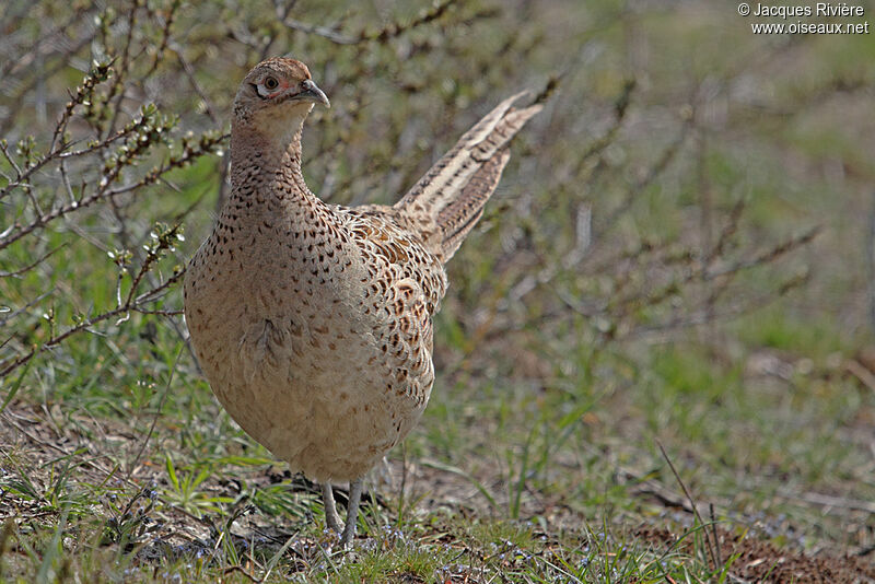 Common Pheasant female adult breeding