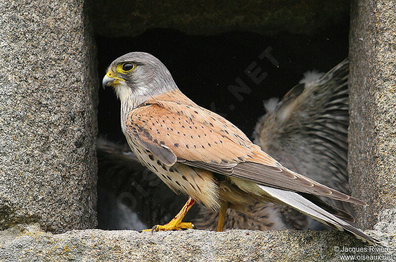 Common Kestrel male adult breeding, Reproduction-nesting