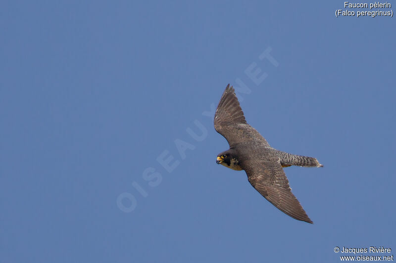 Peregrine Falcon female adult breeding, Flight