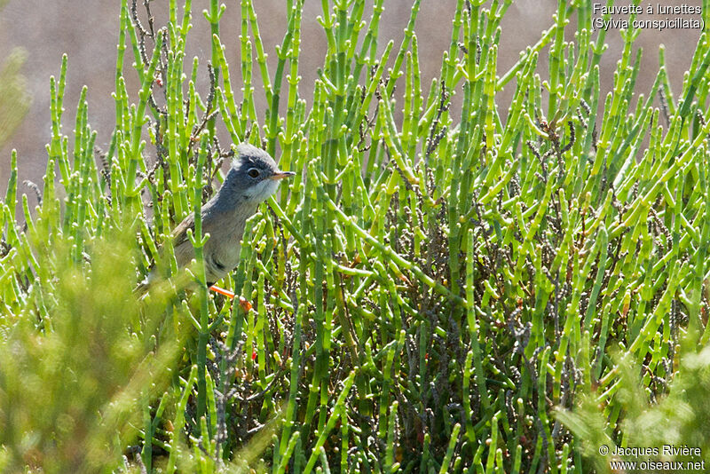 Spectacled Warbler female adult breeding, identification
