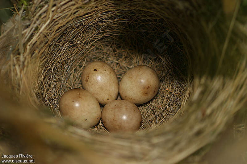 Eurasian Blackcap, Reproduction-nesting