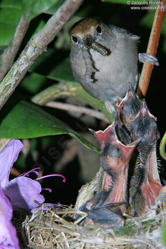 Eurasian Blackcap female adult breeding, Reproduction-nesting
