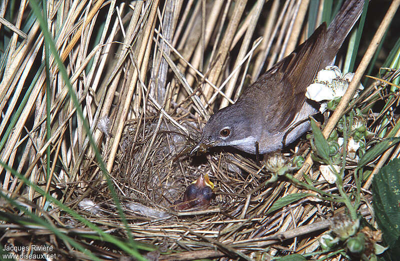 Common Whitethroat, Reproduction-nesting