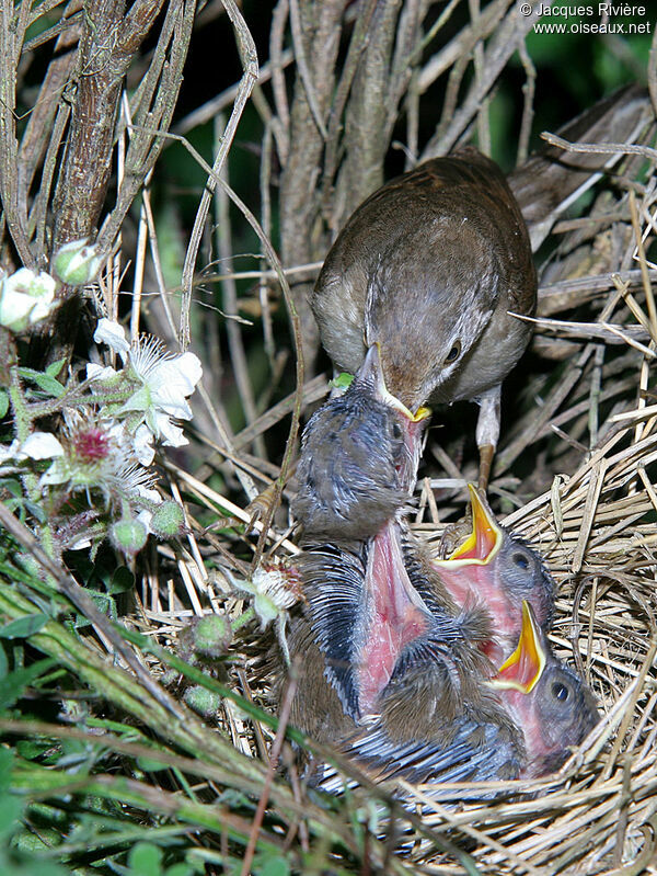 Common Whitethroat female adult breeding, Reproduction-nesting