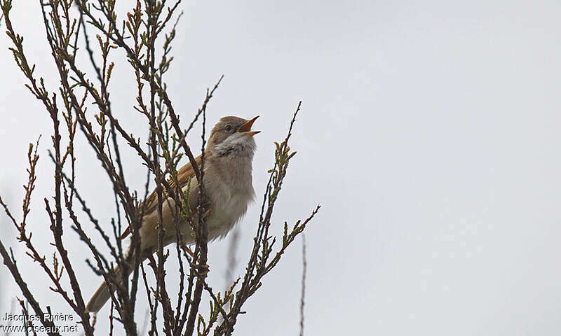 Common Whitethroat male adult breeding, song