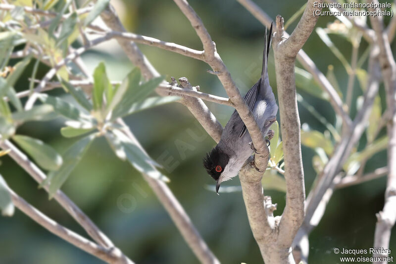 Sardinian Warbler male adult breeding, identification