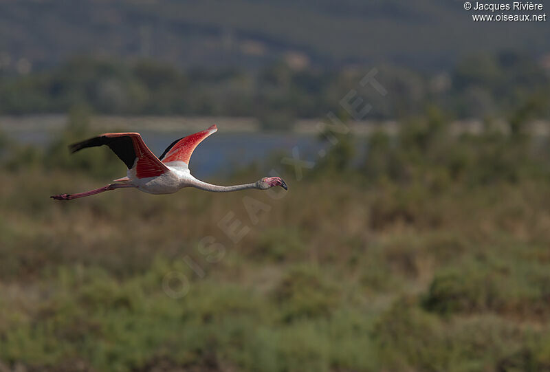 Greater Flamingoadult breeding, Flight