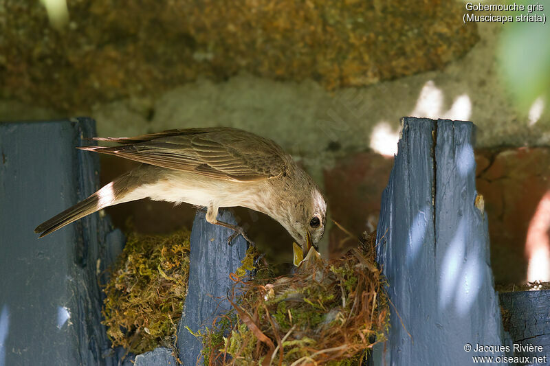 Spotted Flycatcheradult breeding, identification, Reproduction-nesting