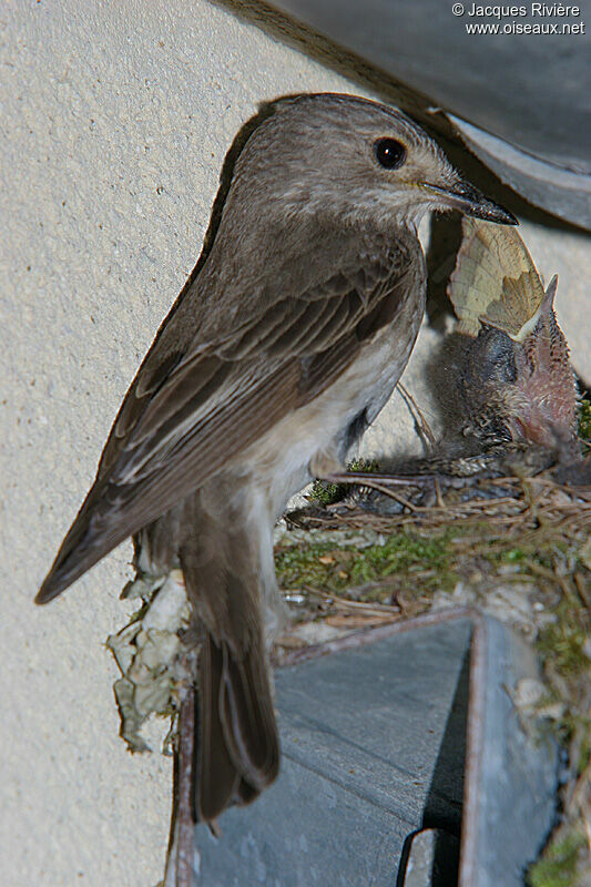 Spotted Flycatcheradult breeding, Reproduction-nesting