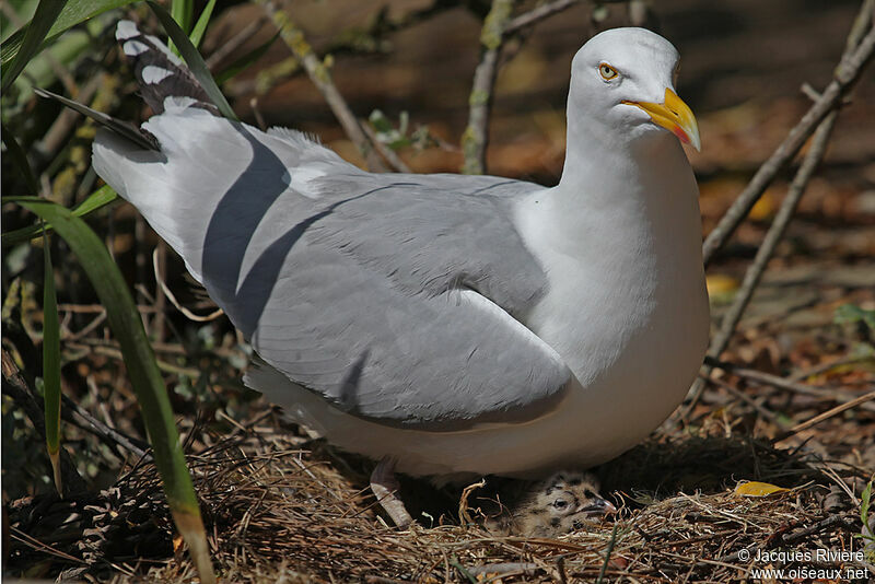 European Herring Gulladult breeding, Reproduction-nesting