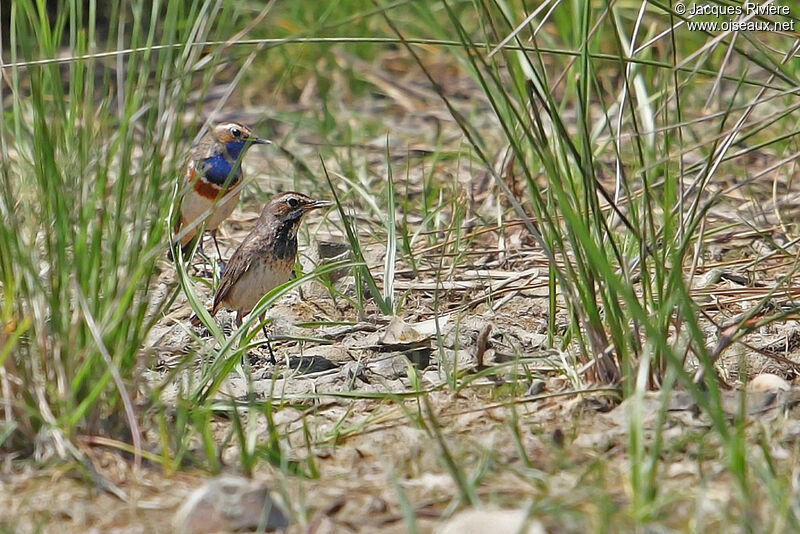 Bluethroat adult breeding, Reproduction-nesting