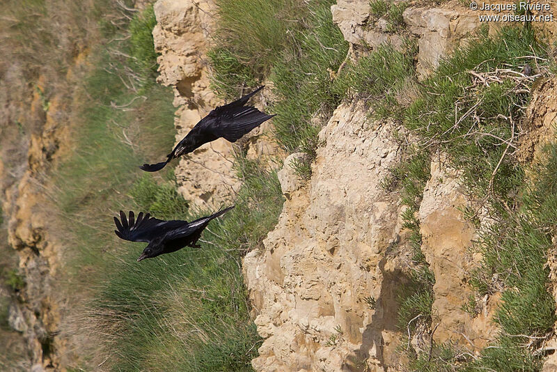 Northern Raven adult breeding