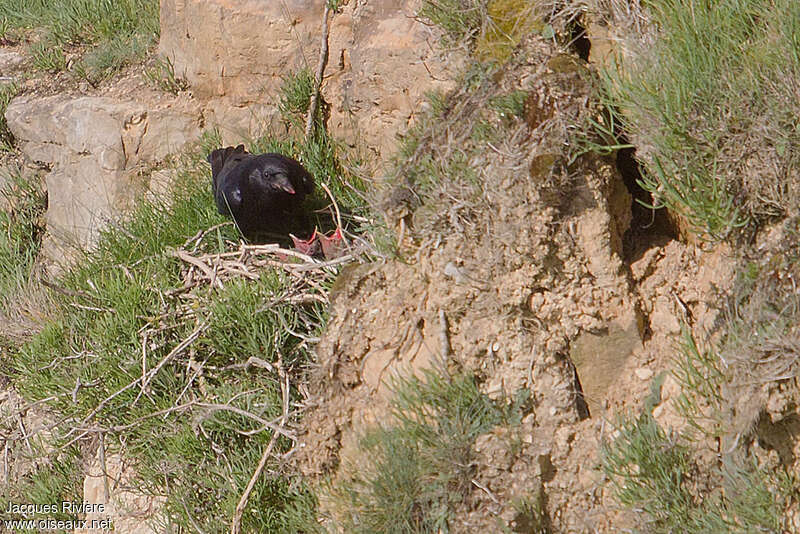 Northern Raven, Reproduction-nesting