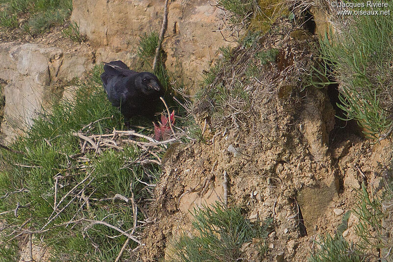 Grand Corbeau mâle adulte nuptial, Nidification