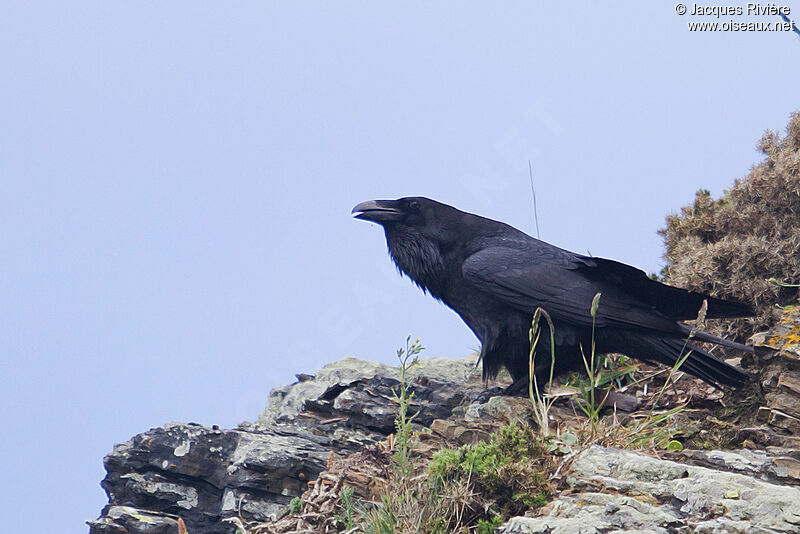 Grand Corbeau mâle adulte nuptial