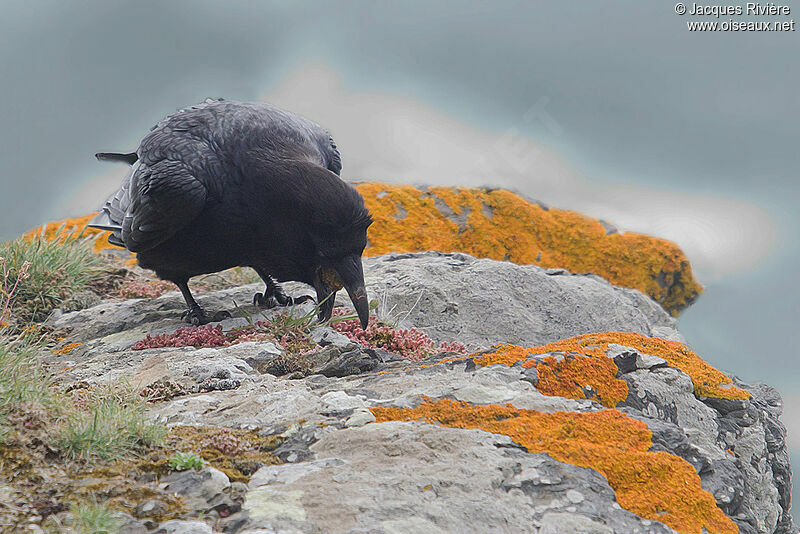 Northern Raven male adult breeding