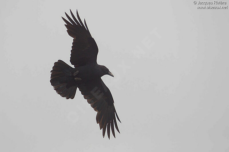 Grand Corbeau mâle adulte nuptial, Vol
