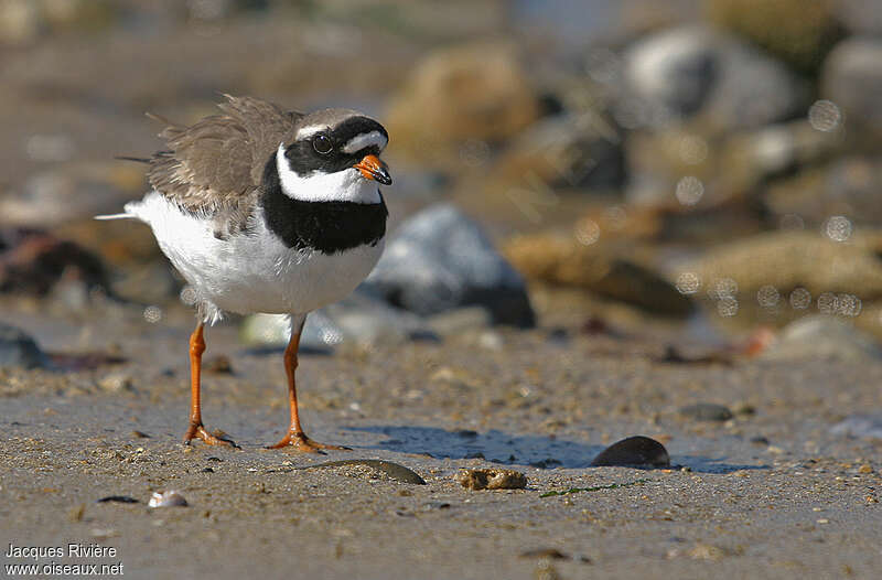 Common Ringed Plover male adult breeding, courting display, Behaviour