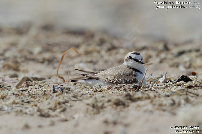 Kentish Plover male adult, Reproduction-nesting
