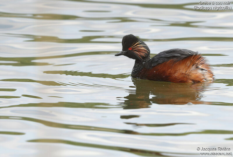 Black-necked Grebeadult breeding, identification, swimming