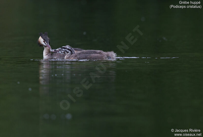 Great Crested Grebe, identification, swimming, Reproduction-nesting
