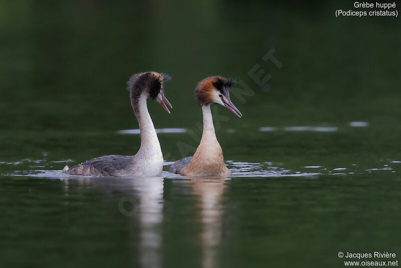 Great Crested Grebeadult breeding, swimming, courting display