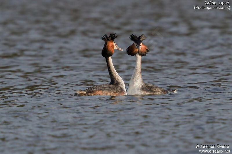 Great Crested Grebeadult breeding, swimming, courting display