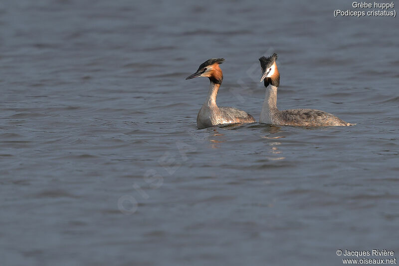 Great Crested Grebeadult, swimming