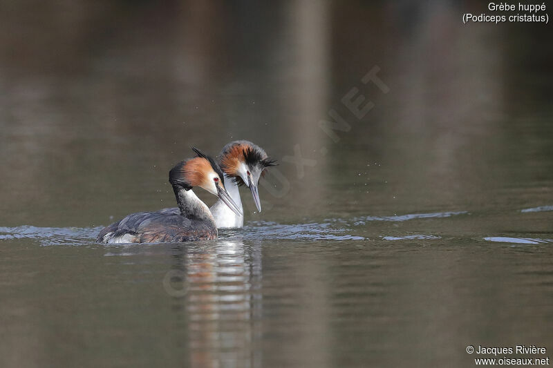 Great Crested Grebeadult breeding, courting display