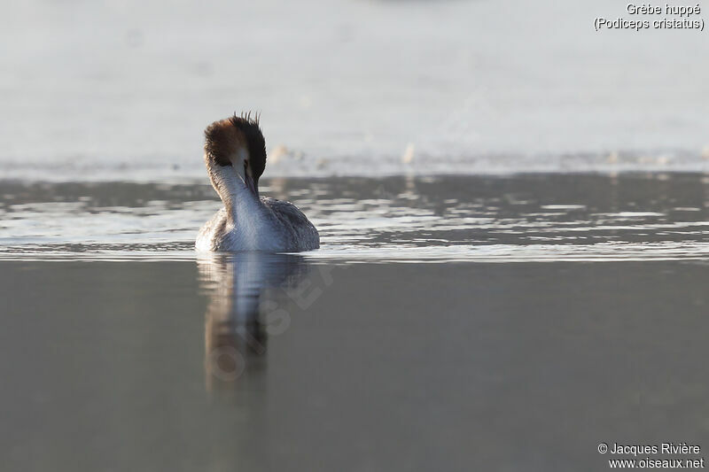 Great Crested Grebeadult transition, identification, care, swimming