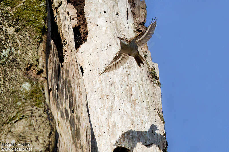 Grimpereau des bois femelle adulte, Vol