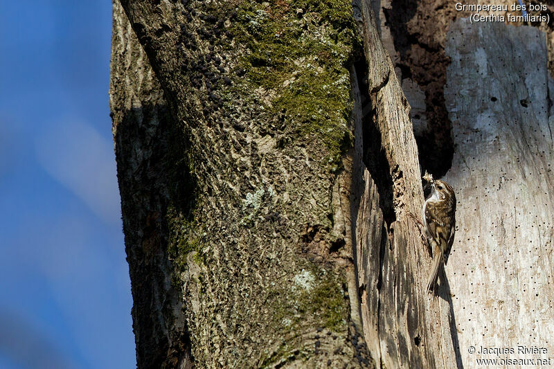 Eurasian Treecreeper female adult breeding, identification, Reproduction-nesting