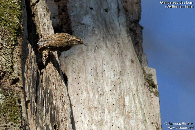 Grimpereau des bois femelle adulte nuptial, identification