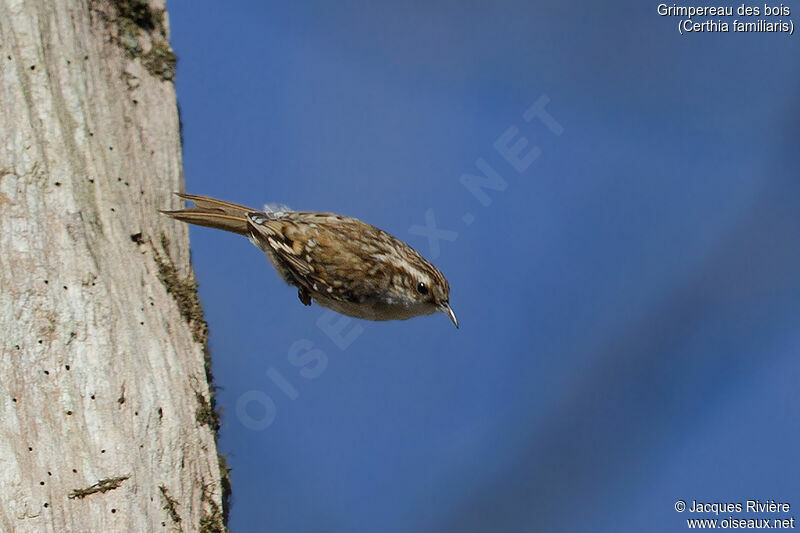 Eurasian Treecreeper female adult breeding, Flight
