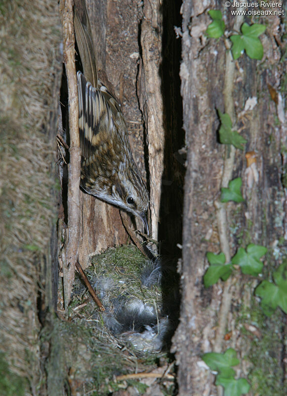 Eurasian Treecreeperadult breeding, Reproduction-nesting