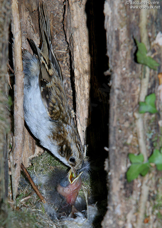 Eurasian Treecreeperadult breeding, Reproduction-nesting