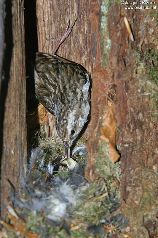 Short-toed Treecreeperadult breeding, Reproduction-nesting