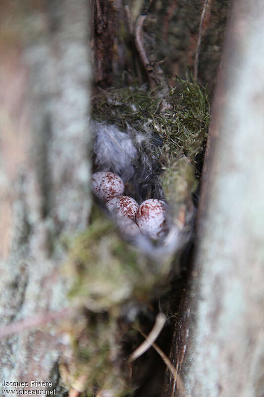 Short-toed Treecreeper, Reproduction-nesting