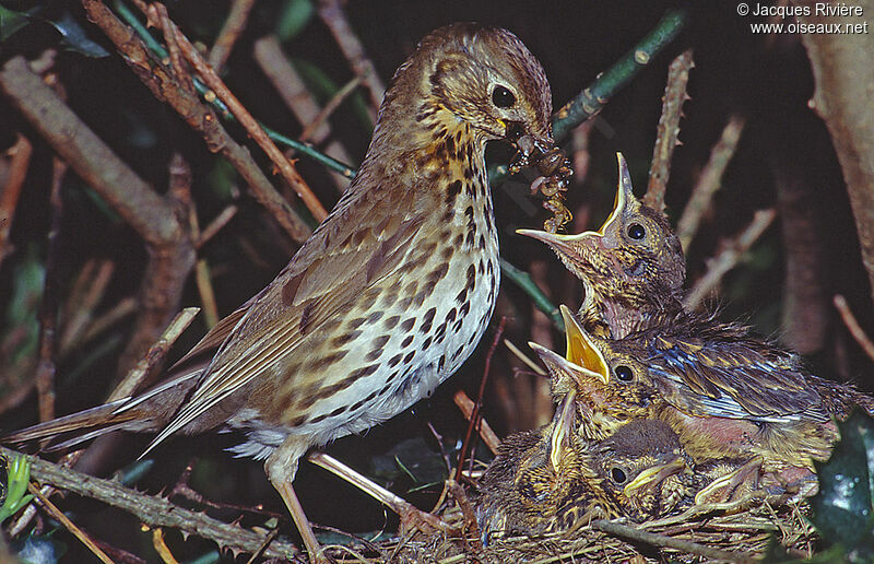Song Thrushadult breeding, Reproduction-nesting